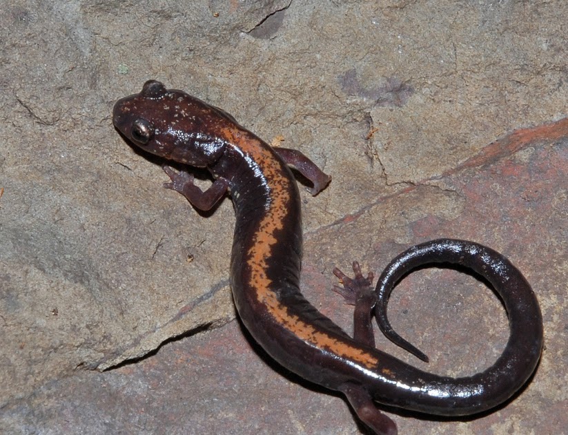 Galery Salamander: Salamander Food Chain