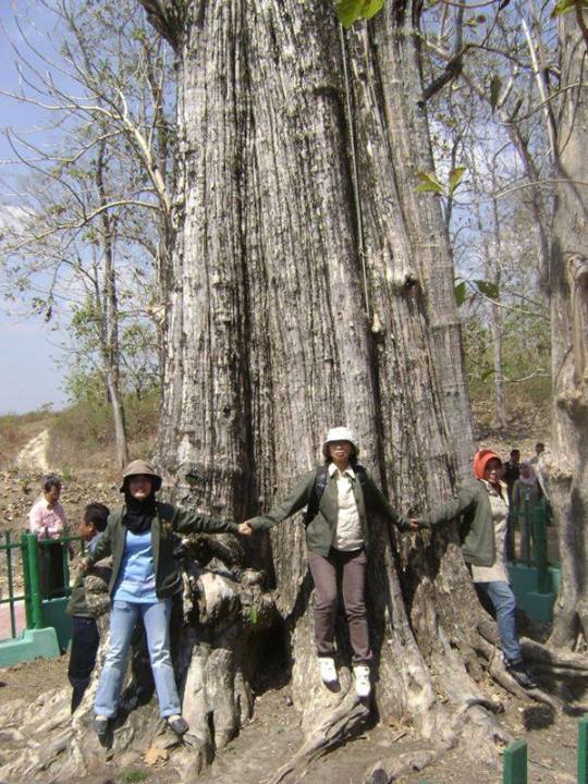 Jati Denok Blora Pohon Jati Terbesar Di Dunia Prijanto Rabbani Ideas
