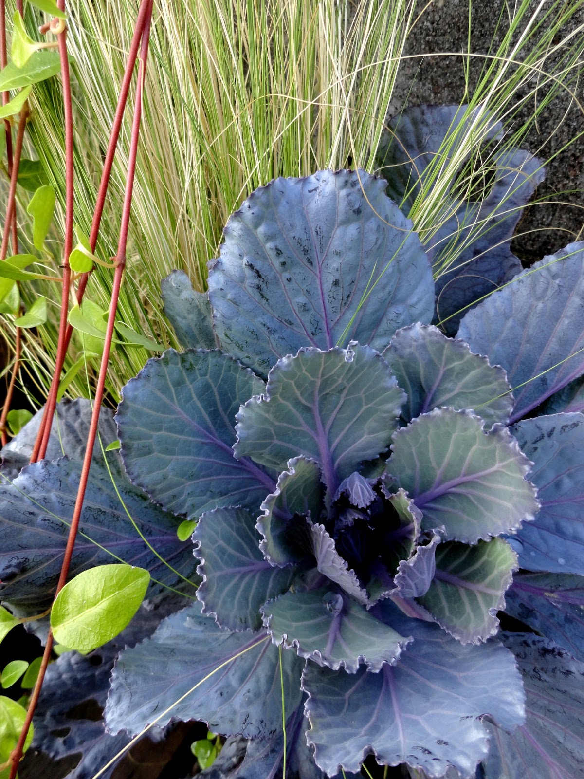 danger garden The 2015 Ornamental Cabbage and Kale Challenge