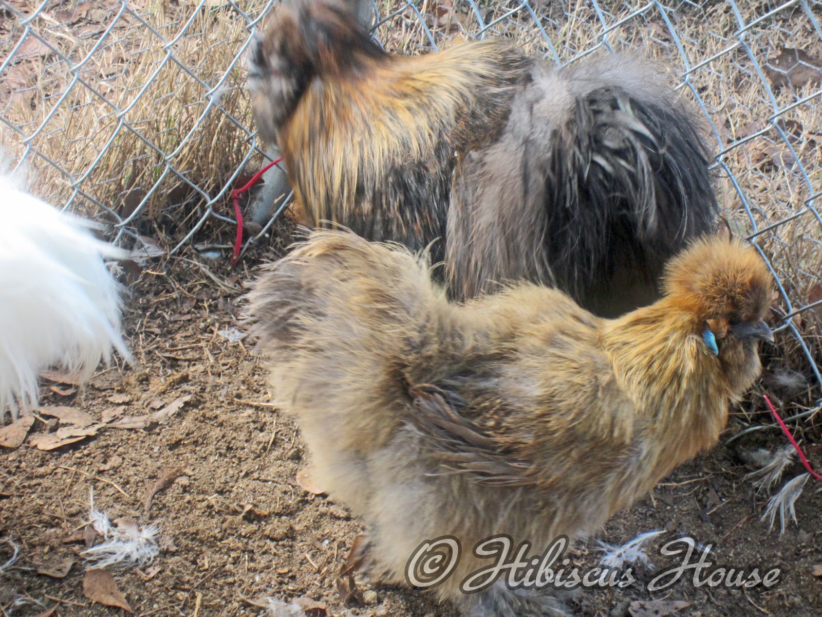 Hibiscus House Chicken Day Meet the Silkies