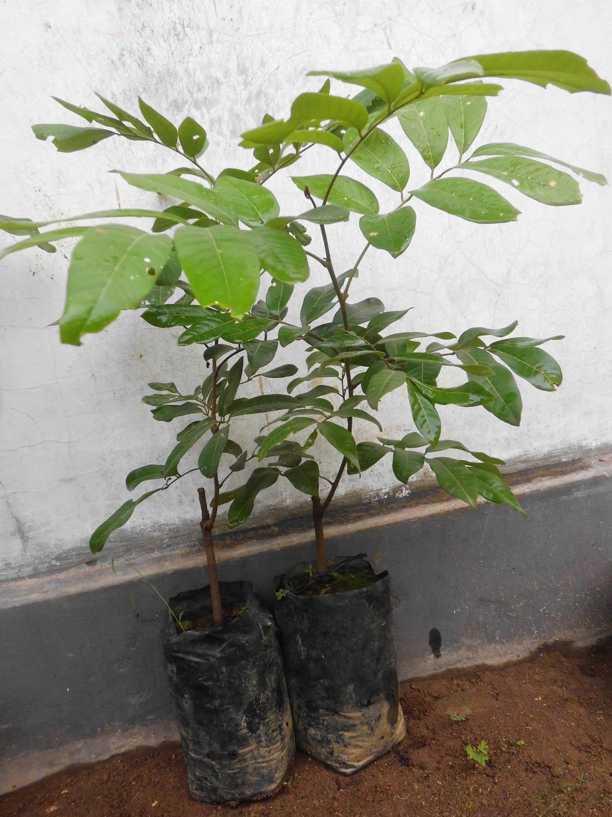 Kelengkeng Diamond River Unggul | CV. WAHYU TANI PUTRA