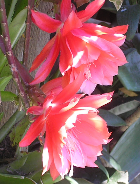 cactus orquídea epiphyllum vermelha