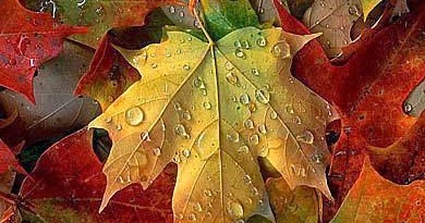 free images sugar maple leaf free images sugar maple leaf