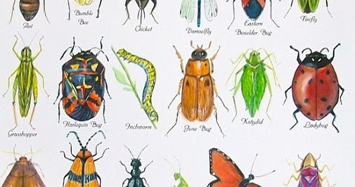 ChumleyScobey Art Room: 1st Grade Insect Diagrams