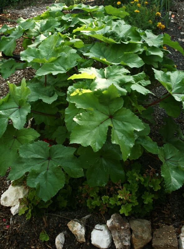 Gardening with a notsoangry redhead vegetable bed progress