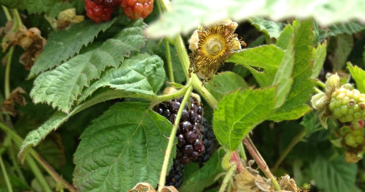 The Suburban Country Girl's Farm Olallieberries and Pie Summer Heaven