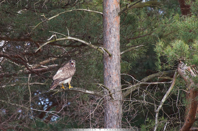 Schreeuwende Buizerd - Screaming Buzzard - Buteo buteo