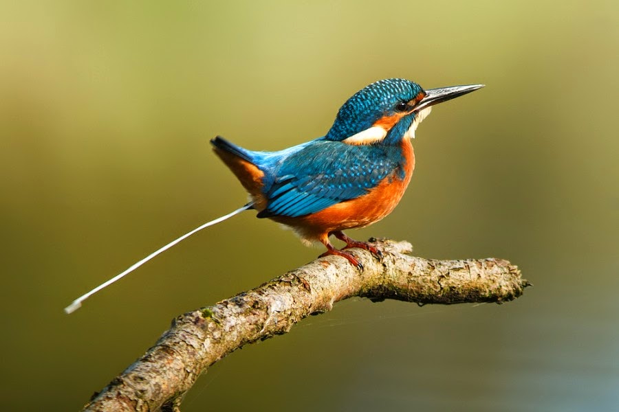 http://1.bp.blogspot.com/-mUf70RCvM3o/U141VQJrwPI/AAAAAAAALvw/exJNtcBKjOU/s1600/6.+Shit+of+Kingfishers.jpg