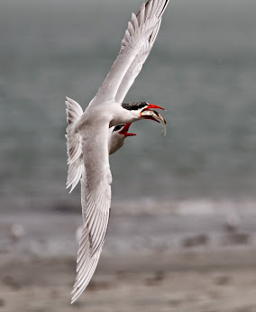 Caspian Terns