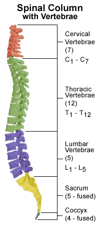 Health Care: Human Back Bone Anatomy Pics