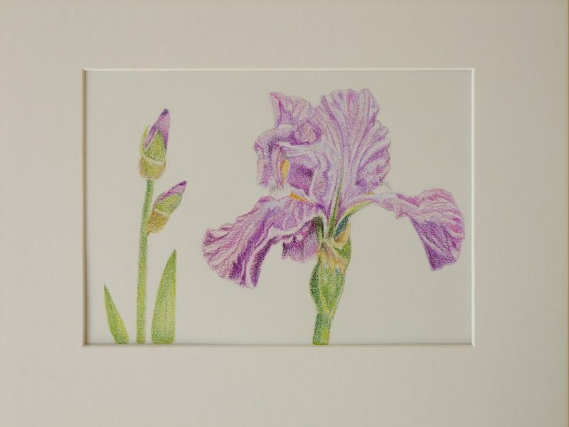 My Artbox "Purple Iris" 5x7 Colored Pencils on Canson MiTients Paper