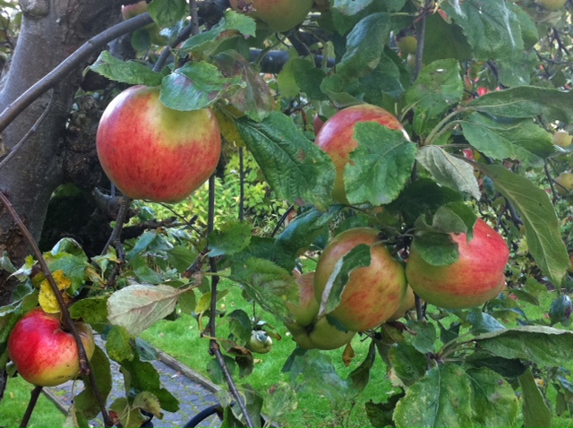 Racine Wine Imports My Backyard Apple Tree Is Pineau D Aunis