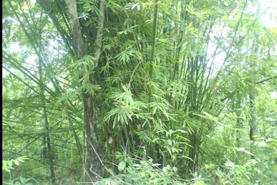 Bambu Lubai