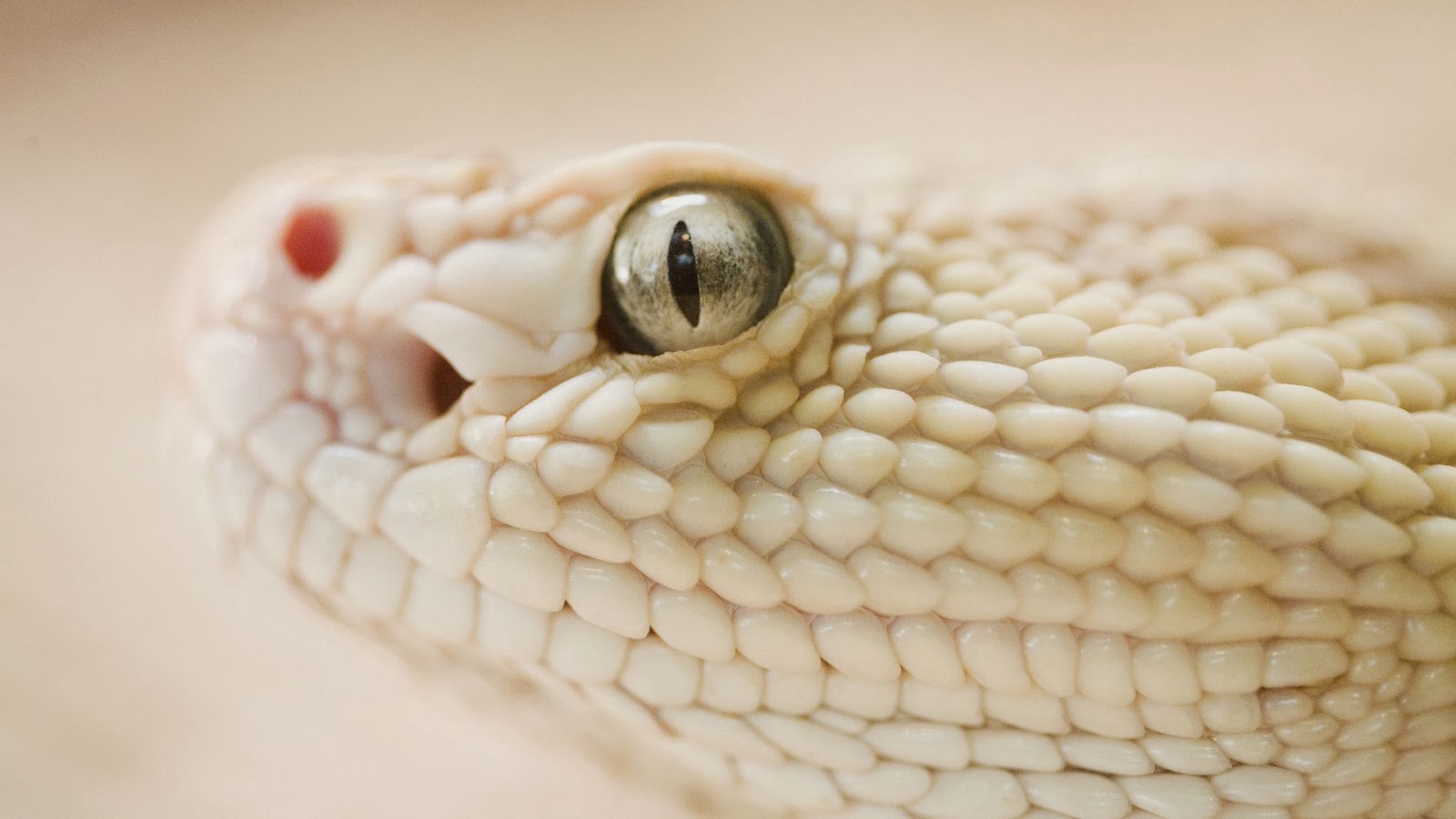 Snake Hd Funny Wallpapers Funny Wallpapers