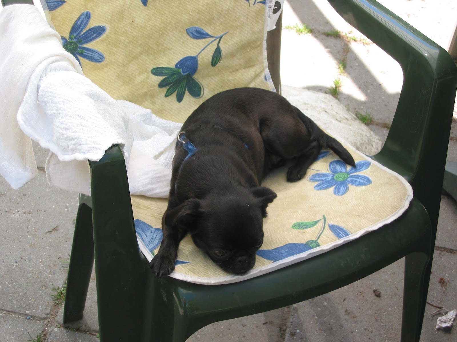 fortekor hund