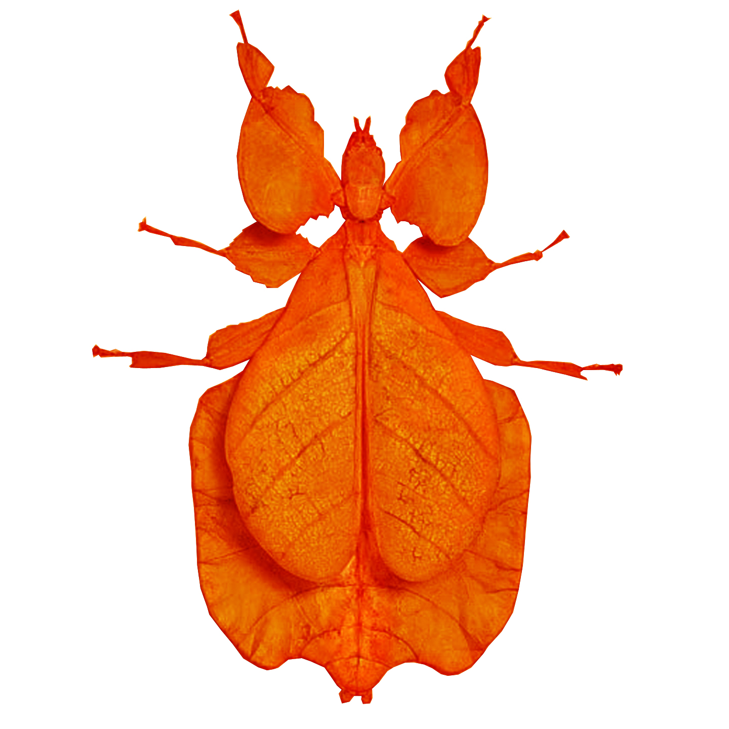 Drew Mandigo Design: Leaf Insect - Different colors.