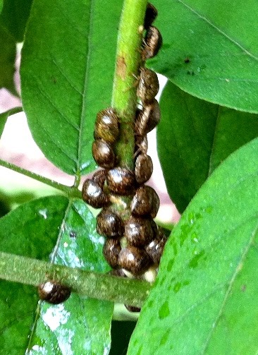 'Bugs News: Kudzu Bug - A Small, Brown, "Lady Bug" That Invades Homes