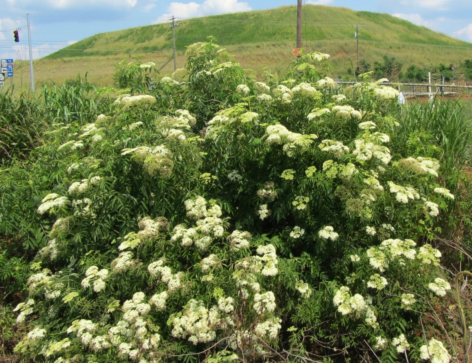 Using Native Plants Roadside White Shrubs