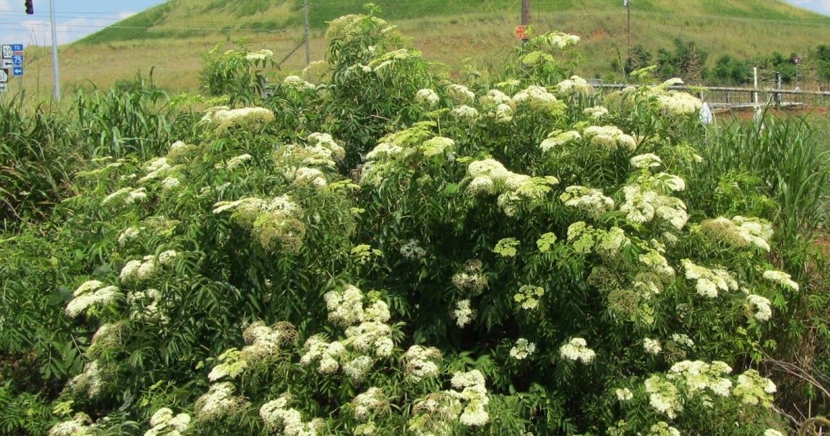 Using Native Plants Roadside White Shrubs