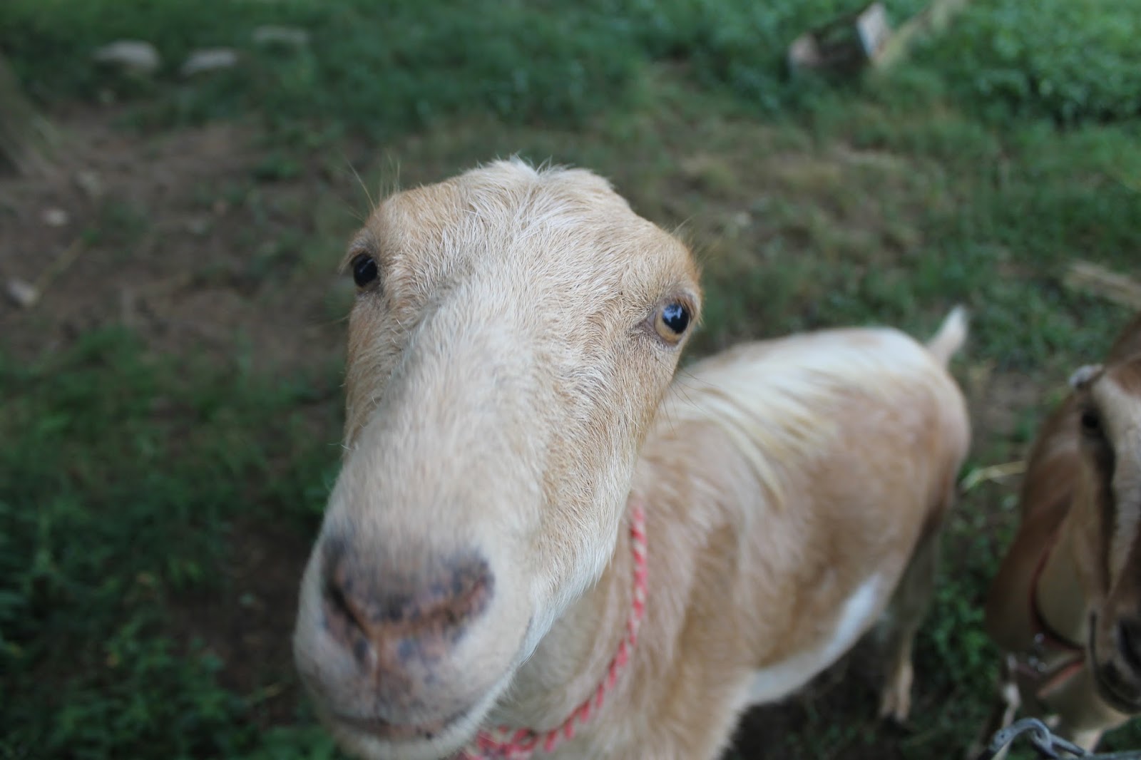 Outback Farm Goats are mean.