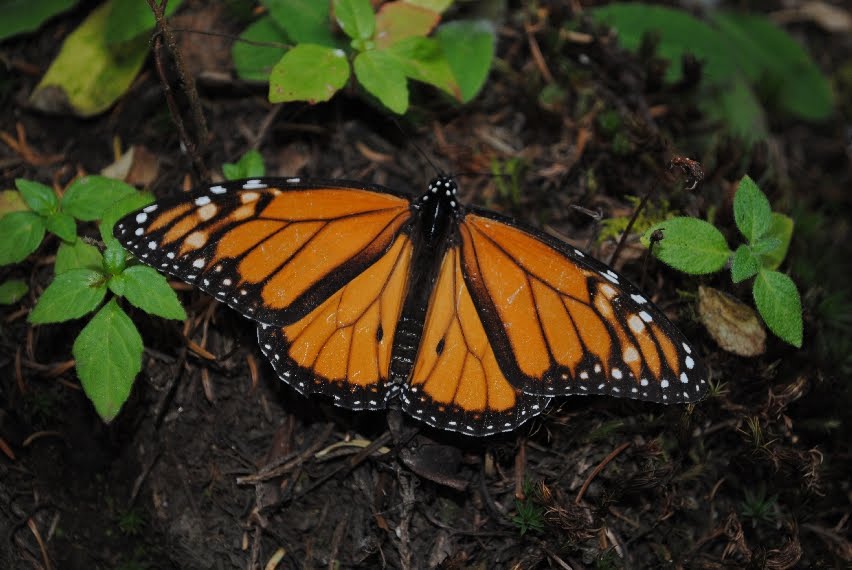 Traveling With Elliot Morelia Michoacan, Mexico December 2012
