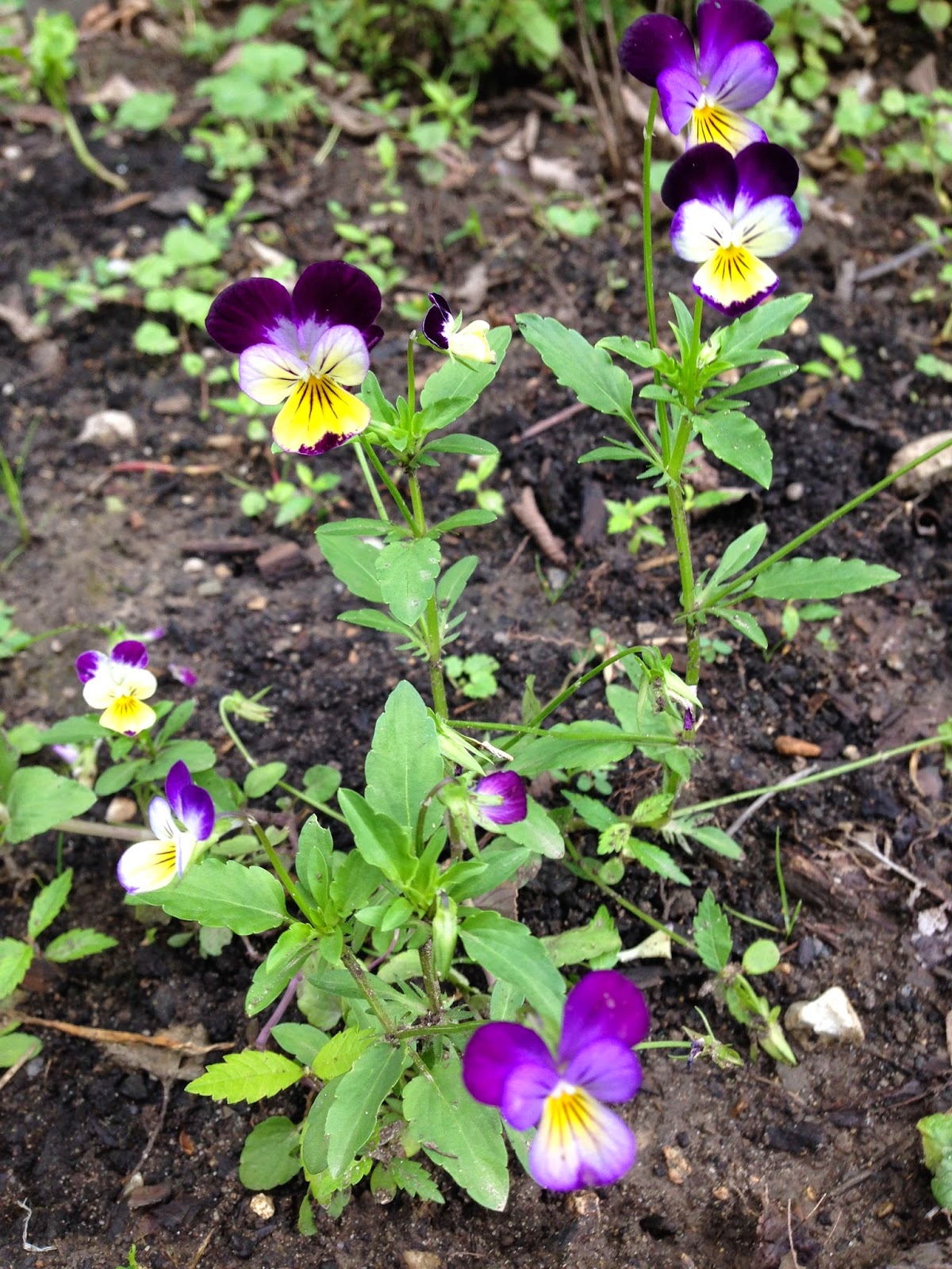 edible flowers edible flowers