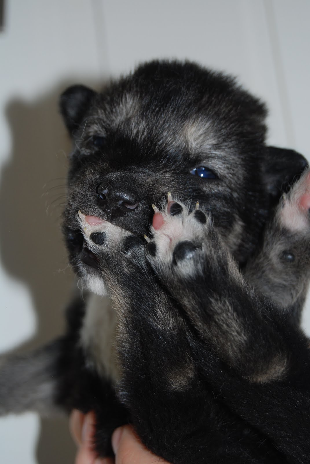 48+ Alaska Husky Valper PNG