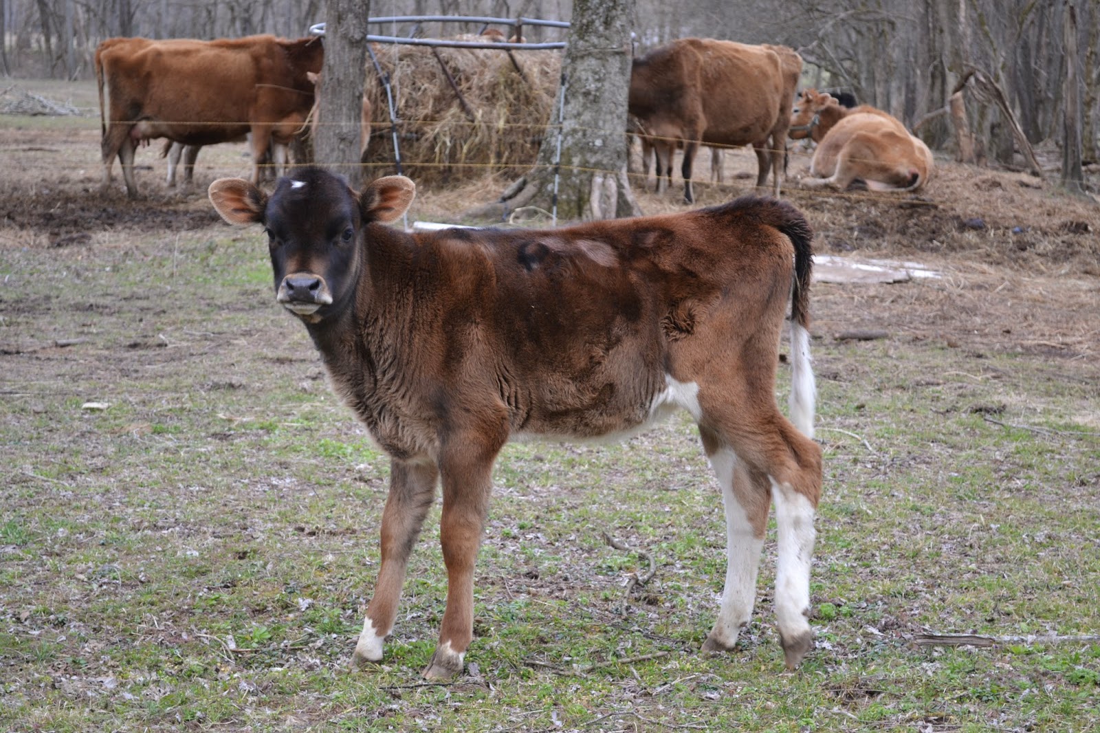 A Baker's Dozen Barnhouse News A Cow, Epsom Salt, And A Baby Diaper