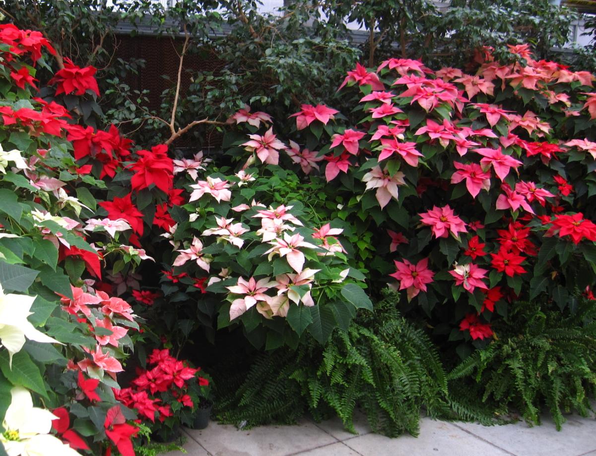 Arrowhead Alpines Blog Proper Poinsettias