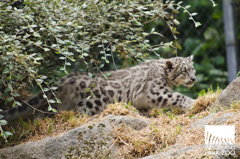 Woodland Park Zoo Blog: Snow leopard cubs first steps on exhibit