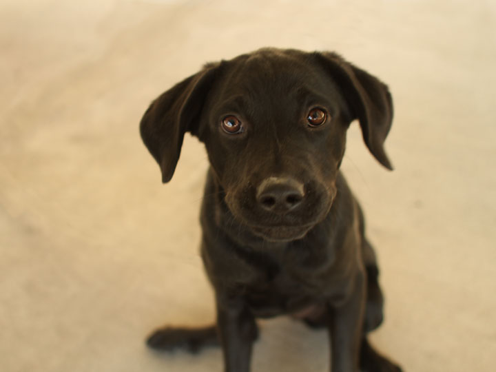 Chloe Black Labrador Retriever mix