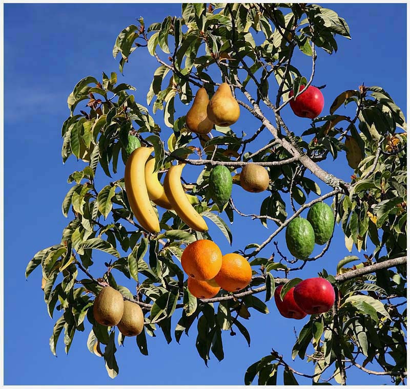 fruit_salad+tree.jpg