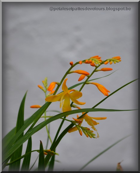 Life Between The Flowers Choisya Ternata Mexican Orange Shrub