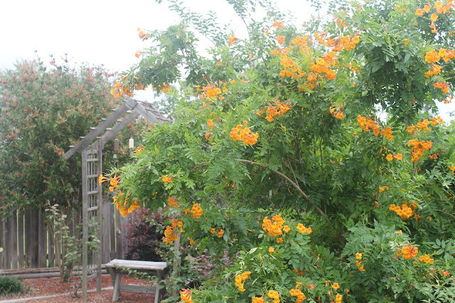 orange esperanza