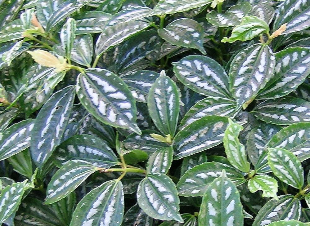 BAGVANI TIPS FOR GARDENING: Indoor Plants