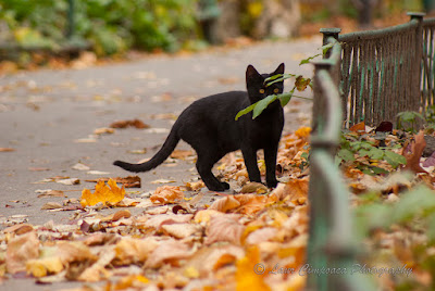 Toamna-Autumn-Herbst-Otoño-Toamna-Φθινόπωρο-Ősz