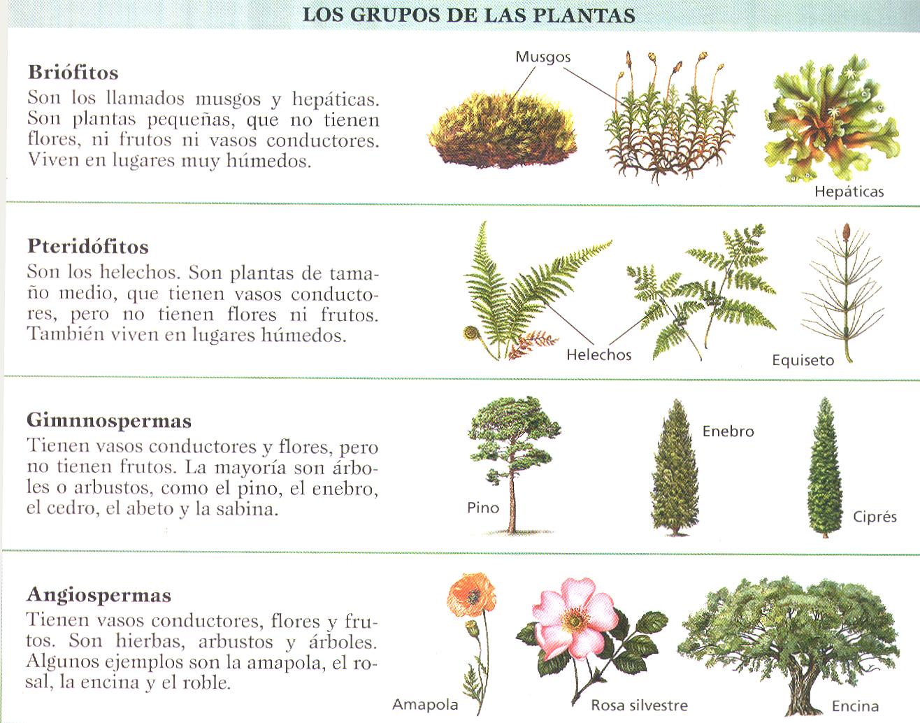 PlantaMer Clasificación de las Plantas