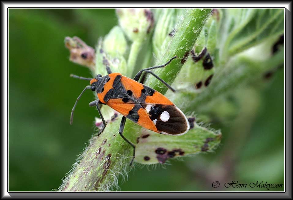 rencontre avec un gendarme
