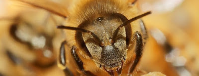 La importància de les abelles