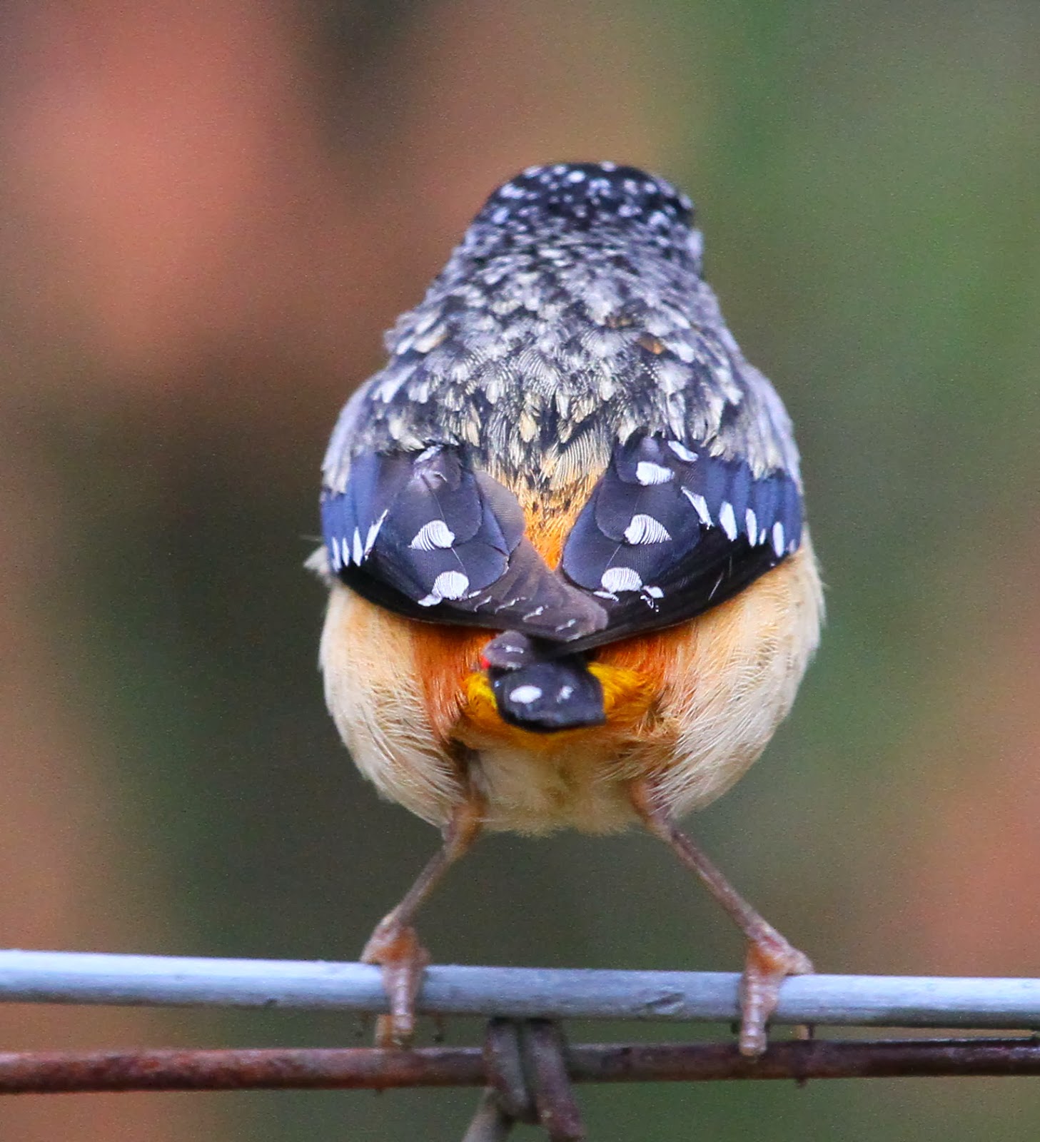 Richard Waring's Birds of Australia: Spotted Pardalote, Red-browed