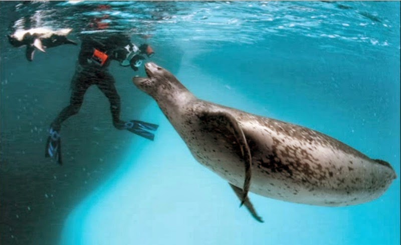 Leopard Seal Shows Soft Side | Fun Animals Wiki, Videos, Pictures, Stories