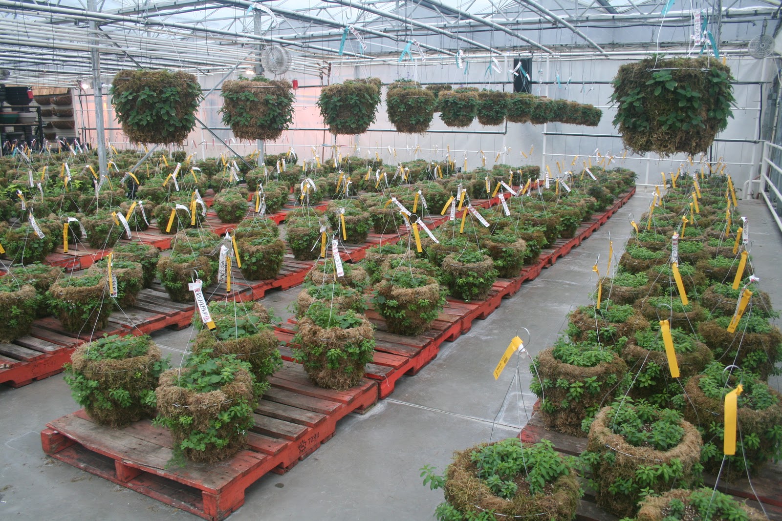West Coast Gardens Planting the Moss Baskets