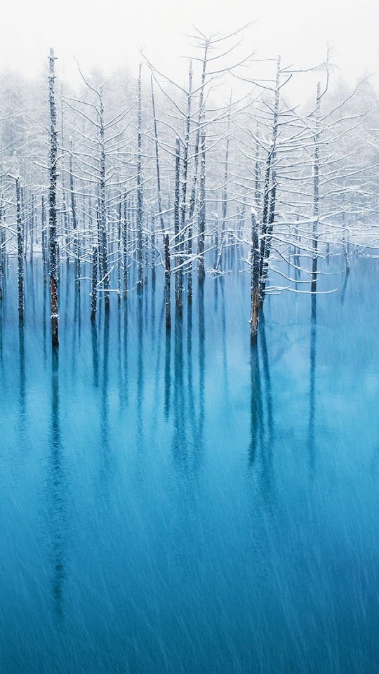 Winter Trees Lake  Android Best Wallpaper