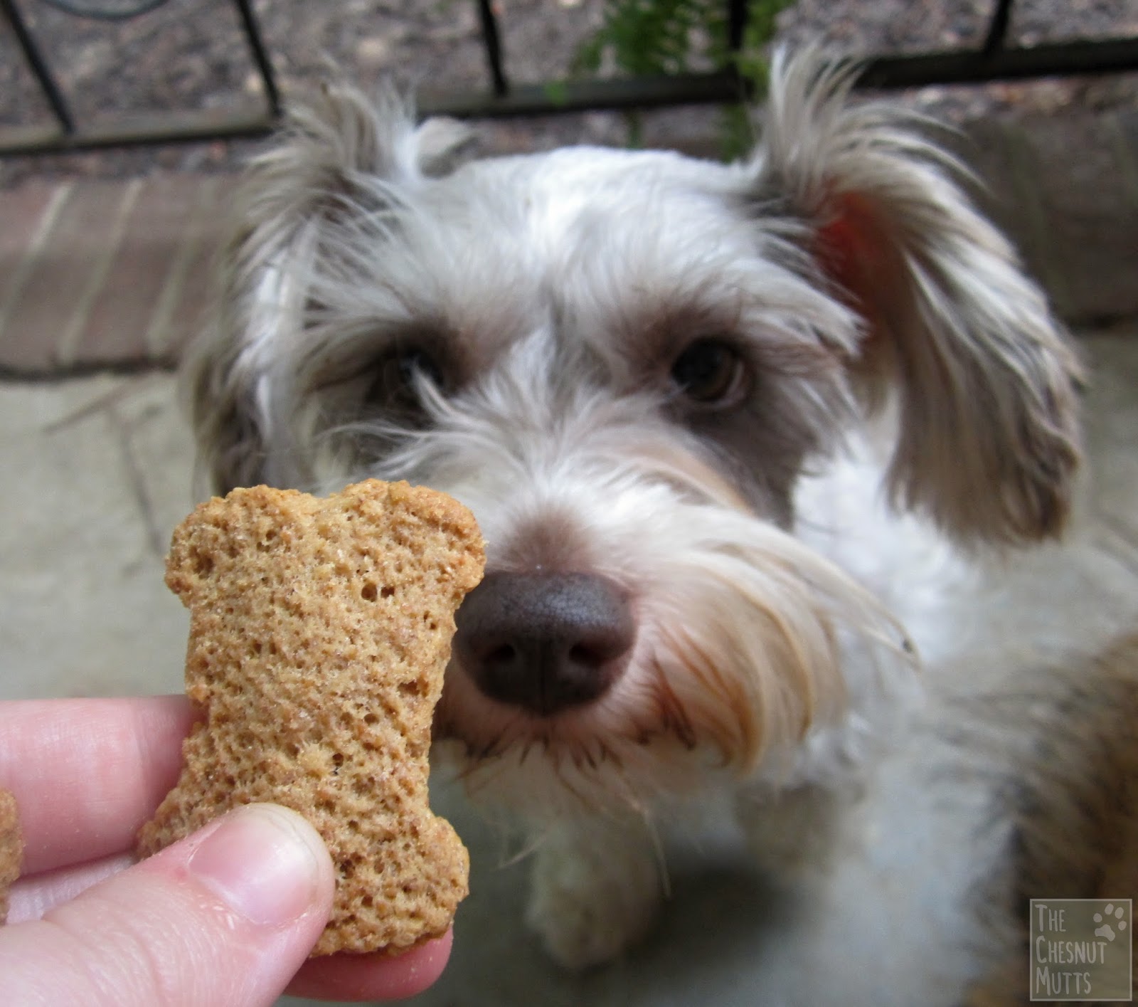 Review & Giveaway Paws Barkery Dog Treats The Chesnut Mutts