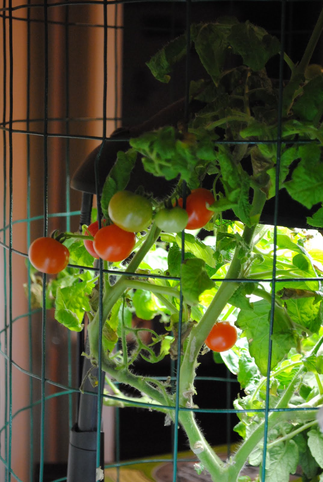 Potted Farm Aerogarden Tomato