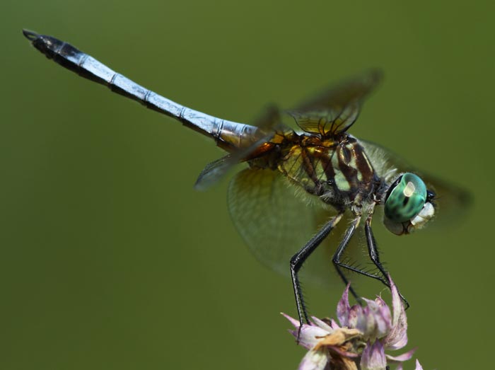 All of Nature Dragonflies Predators and Prey