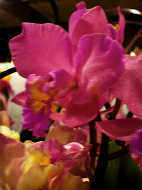 orchid 038