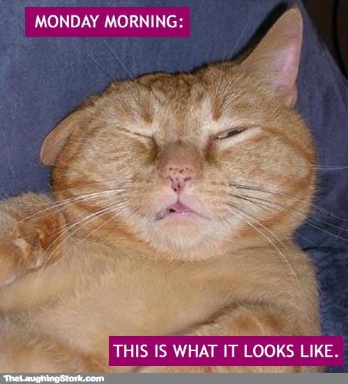 cat-monday-morning.jpg