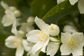 Flori de iasomie (Jasminum)