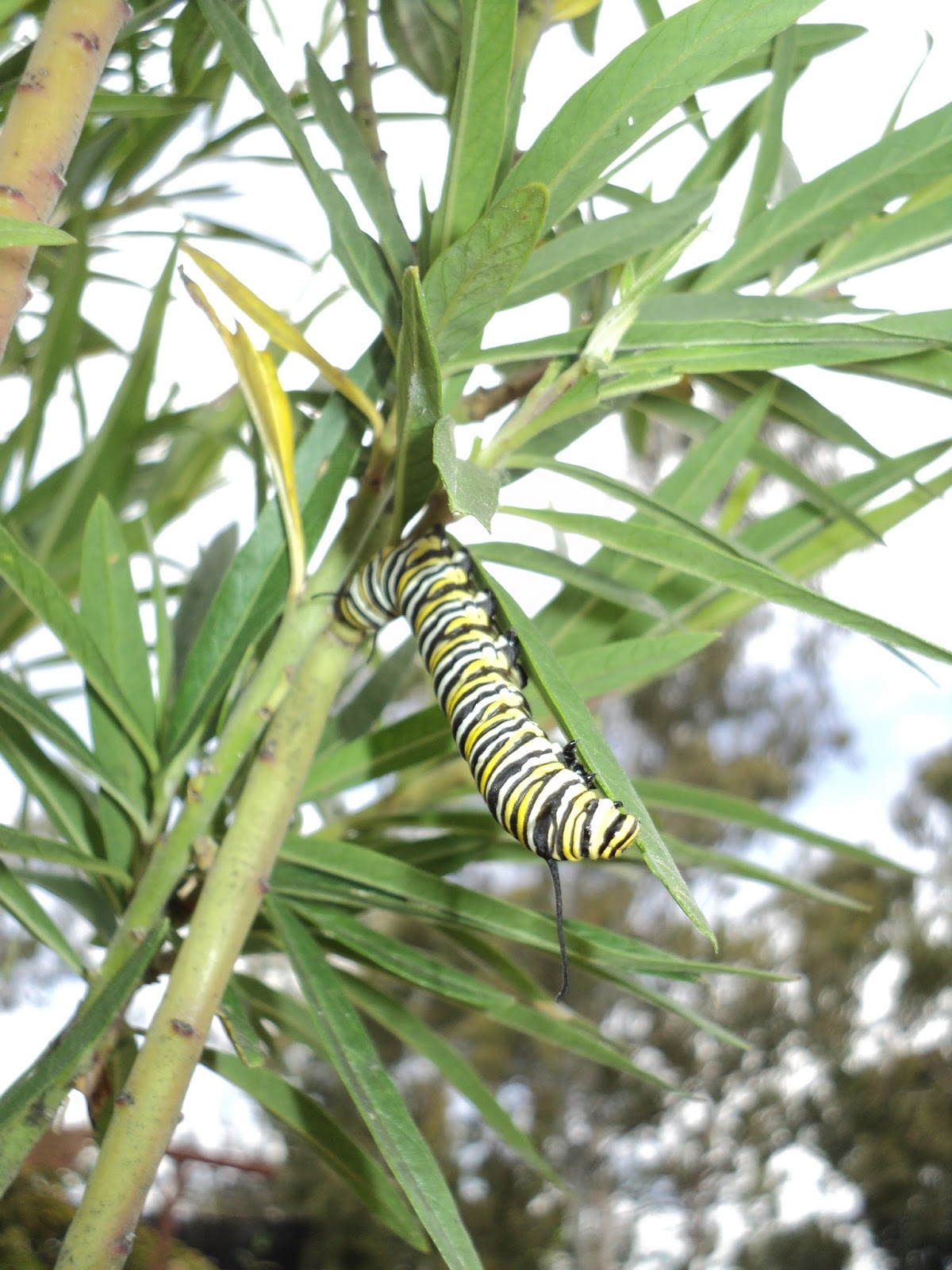 Sheris Healing Flower Garden May 2016